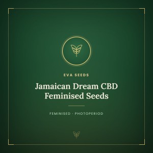 Jamaican Dream CBD Feminised Seeds Jamaican Dream CBD Feminised Seeds