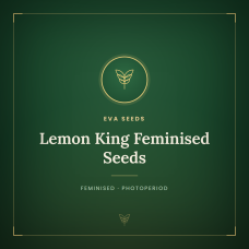 Lemon King Feminised Seeds Lemon King Feminised Seeds