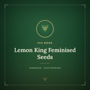 Lemon King Feminised Seeds