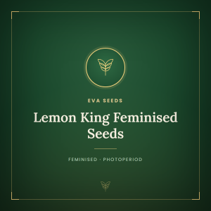 Lemon King Feminised Seeds Lemon King Feminised Seeds