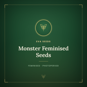 Monster Feminised Seeds Monster Feminised Seeds