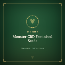 Monster CBD Feminised Seeds Monster CBD Feminised Seeds