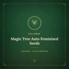 Magic Tree Auto Feminised Seeds Magic Tree Auto Feminised Seeds