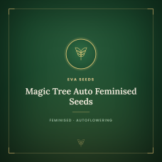 Magic Tree Auto Feminised Seeds Magic Tree Auto Feminised Seeds
