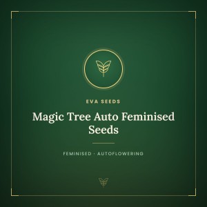 Magic Tree Auto Feminised Seeds Magic Tree Auto Feminised Seeds