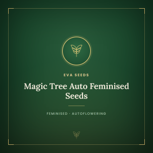 Magic Tree Auto Feminised Seeds Magic Tree Auto Feminised Seeds