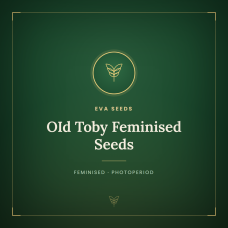 OId Toby Feminised Seeds OId Toby Feminised Seeds