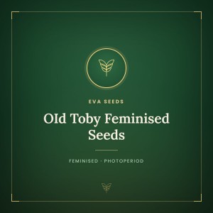 OId Toby Feminised Seeds OId Toby Feminised Seeds