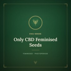 Only CBD Feminised Seeds