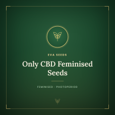Only CBD Feminised Seeds Only CBD Feminised Seeds