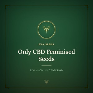 Only CBD Feminised Seeds Only CBD Feminised Seeds