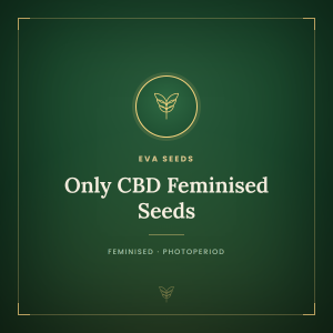 Only CBD Feminised Seeds Only CBD Feminised Seeds