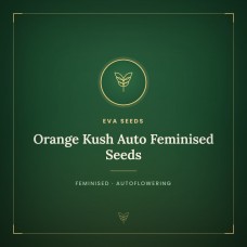 Orange Kush Auto Feminised Seeds Orange Kush Auto Feminised Seeds