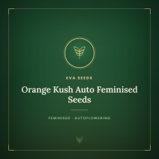Orange Kush Auto Feminised Seeds Orange Kush Auto Feminised Seeds