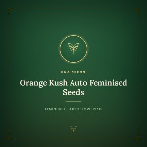 Orange Kush Auto Feminised Seeds Orange Kush Auto Feminised Seeds