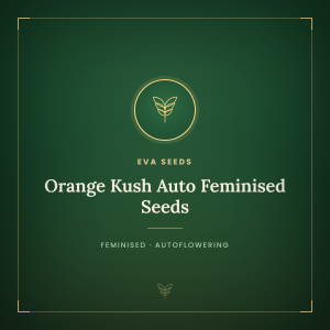 Orange Kush Auto Feminised Seeds Orange Kush Auto Feminised Seeds