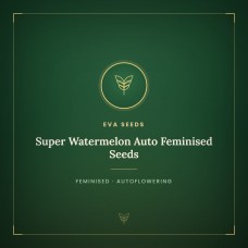 Super Watermelon Auto Feminised Seeds Super Watermelon Auto Feminised Seeds