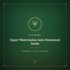 Super Watermelon Auto Feminised Seeds Super Watermelon Auto Feminised Seeds