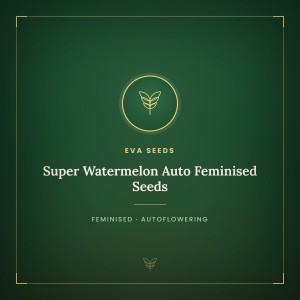 Super Watermelon Auto Feminised Seeds