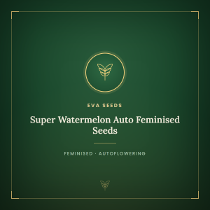 Super Watermelon Auto Feminised Seeds Super Watermelon Auto Feminised Seeds