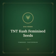 TNT Kush Feminised Seeds TNT Kush Feminised Seeds