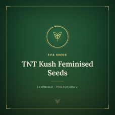 TNT Kush Feminised Seeds TNT Kush Feminised Seeds