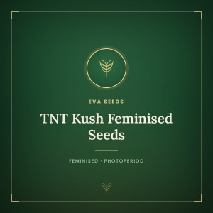 TNT Kush Feminised Seeds TNT Kush Feminised Seeds