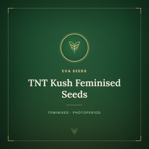 TNT Kush Feminised Seeds TNT Kush Feminised Seeds