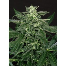 Triple A (AAA) Auto Feminised Seeds Triple A (AAA) Auto Feminised Seeds