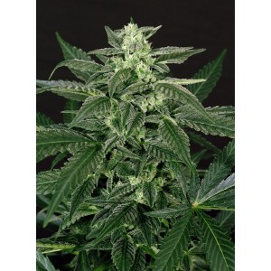 Triple A (AAA) Auto Feminised Seeds Triple A (AAA) Auto Feminised Seeds
