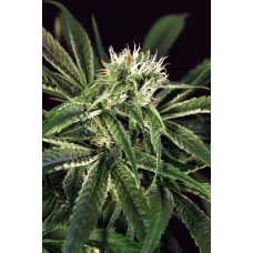 Amnesia #7 Feminised Seeds Amnesia #7 Feminised Seeds