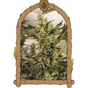 Banana Mash Auto Feminised Seeds Banana Mash Auto Feminised Seeds
