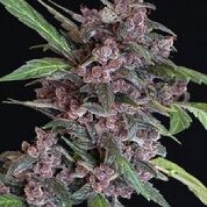 Black Lemon Auto Feminised Seeds Black Lemon Auto Feminised Seeds