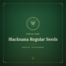 Blacknana Regular Seeds Blacknana Regular Seeds