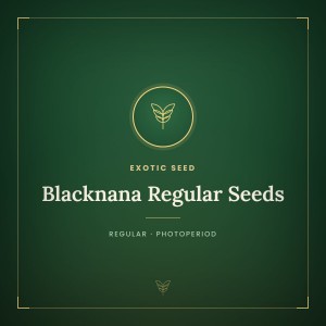 Blacknana Regular Seeds Blacknana Regular Seeds