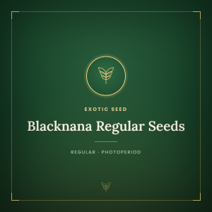 Blacknana Regular Seeds Blacknana Regular Seeds