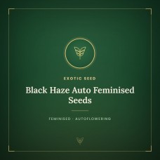 Black Haze Auto Feminised Seeds