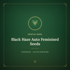 Black Haze Auto Feminised Seeds Black Haze Auto Feminised Seeds