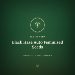 Black Haze Auto Feminised Seeds