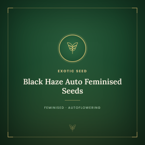 Black Haze Auto Feminised Seeds Black Haze Auto Feminised Seeds