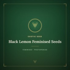 Black Lemon Feminised Seeds