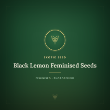 Black Lemon Feminised Seeds Black Lemon Feminised Seeds