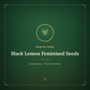 Black Lemon Feminised Seeds