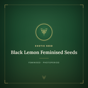 Black Lemon Feminised Seeds Black Lemon Feminised Seeds