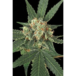 Blue Monkey Feminised Seeds Blue Monkey Feminised Seeds