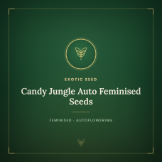 Candy Jungle Auto Feminised Seeds Candy Jungle Auto Feminised Seeds