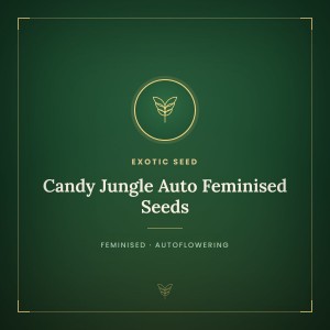 Candy Jungle Auto Feminised Seeds Candy Jungle Auto Feminised Seeds