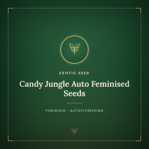 Candy Jungle Auto Feminised Seeds Candy Jungle Auto Feminised Seeds