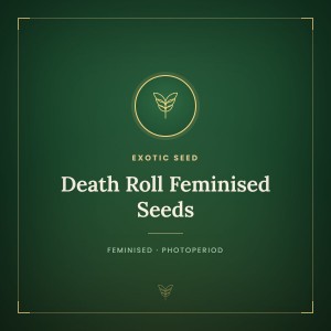 Death Roll Feminised Seeds Death Roll Feminised Seeds