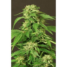 Exotic Thai Feminised Seeds Exotic Thai Feminised Seeds
